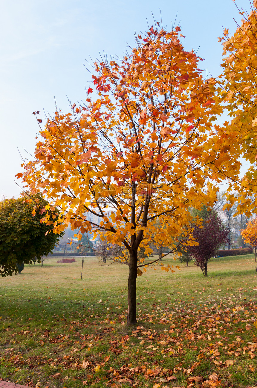 公园的秋木林季节绿色黄色天空植物场景红色棕色叶子蓝色图片