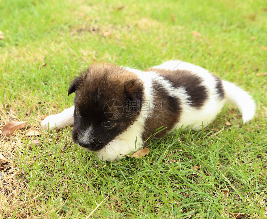 小狗狗在休息乐趣犬类场地花园哺乳动物行动草地猎犬宠物动物图片