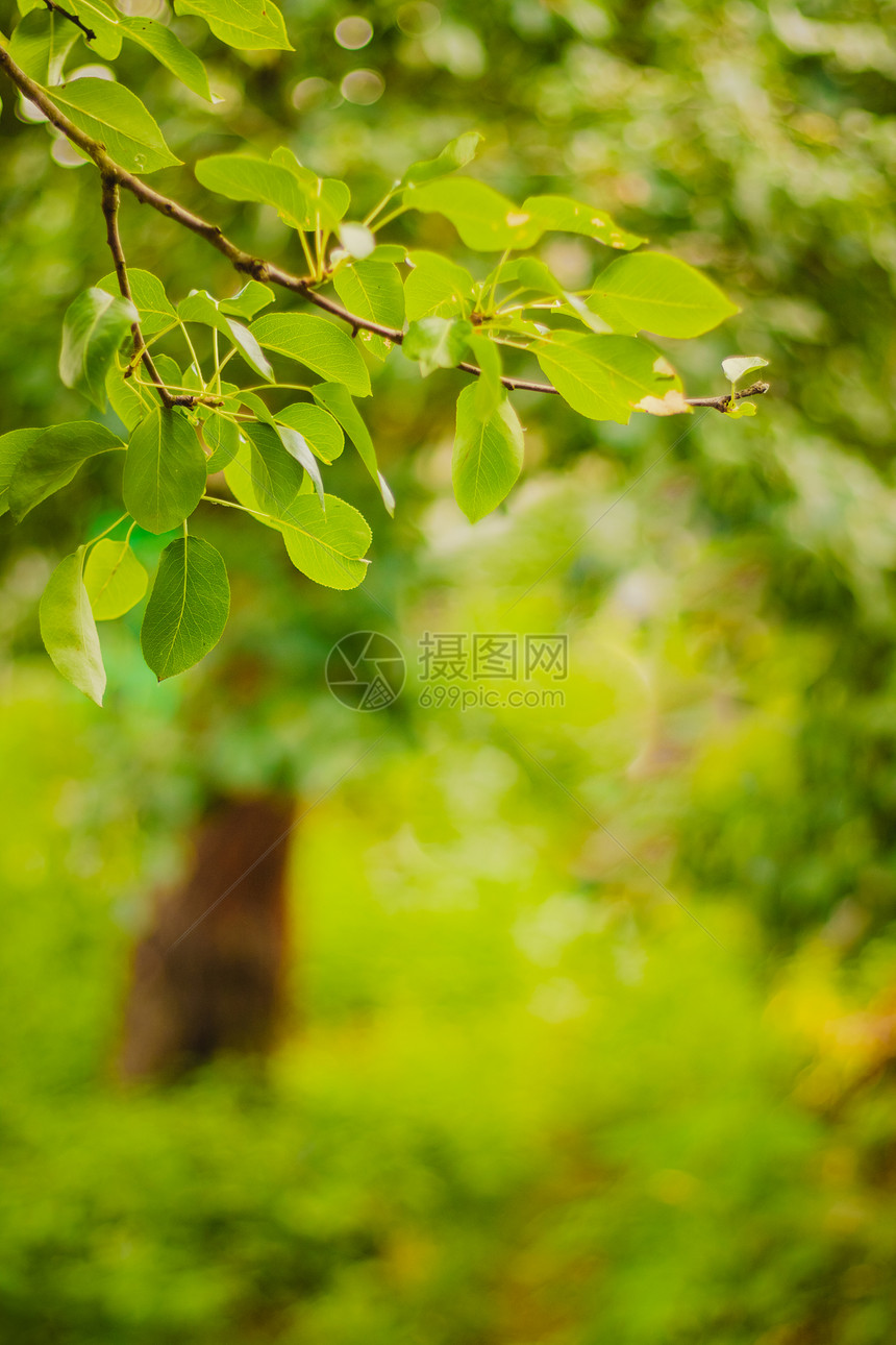 春季森林背景气泡圆圈生态植物木头树木阳光晴天日光季节图片