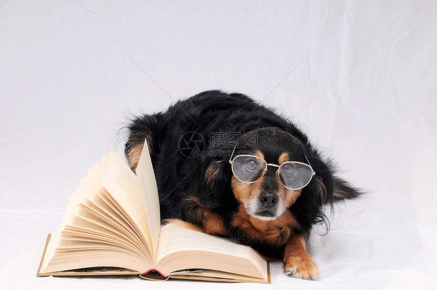 阅读狗犬类图书馆哺乳动物眼镜教育宠物眼睛动物乐趣学生图片