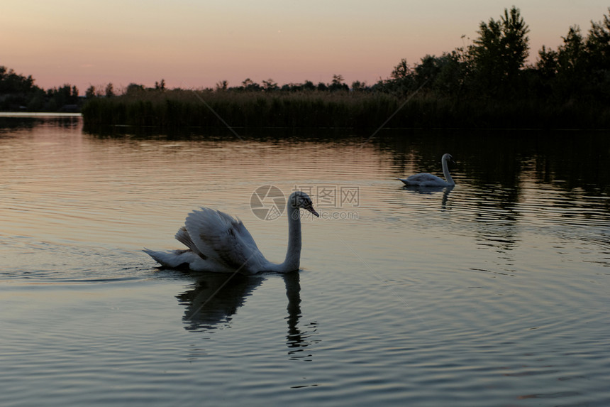 日落时在湖边的天鹅动物羽毛荒野反射池塘公园鸟类太阳翅膀野生动物图片
