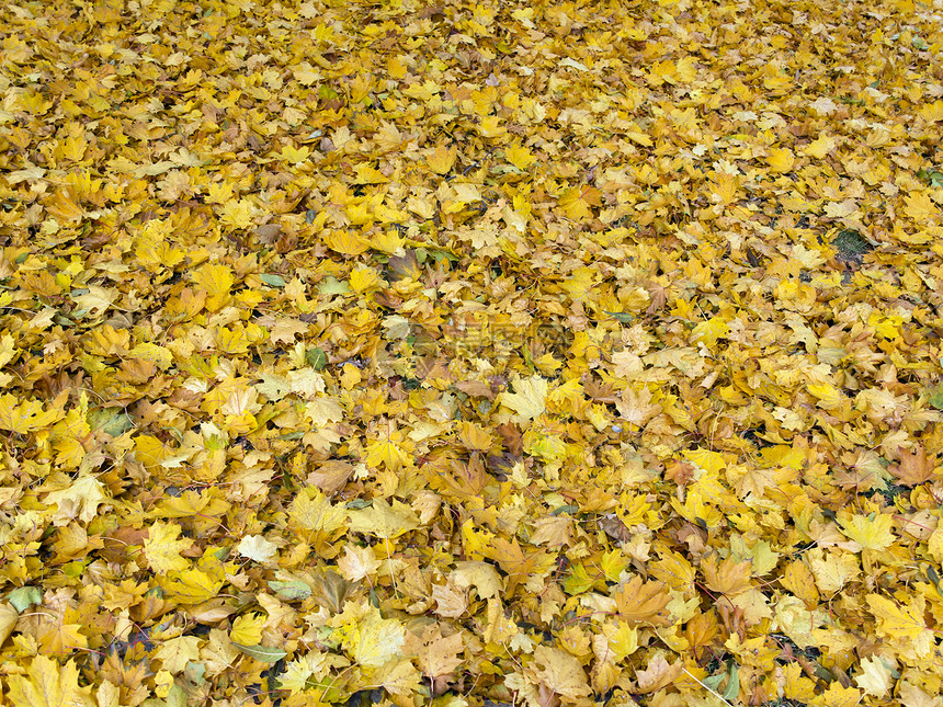 秋季假期枫叶叶子植物树叶季节图片