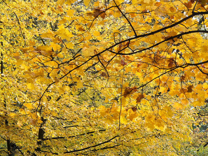 秋季假期季节枫树植物树叶叶子分支机构图片