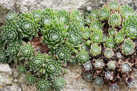 民居假山绿色花园植物岩石宏观背景图片