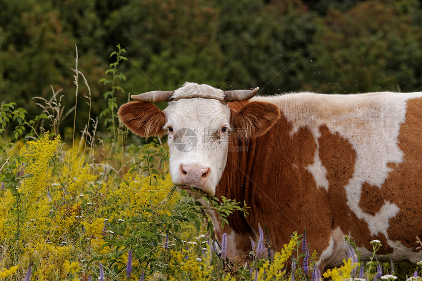 奶牛草地小牛场地农村牛扒牧场国家动物家畜农田图片