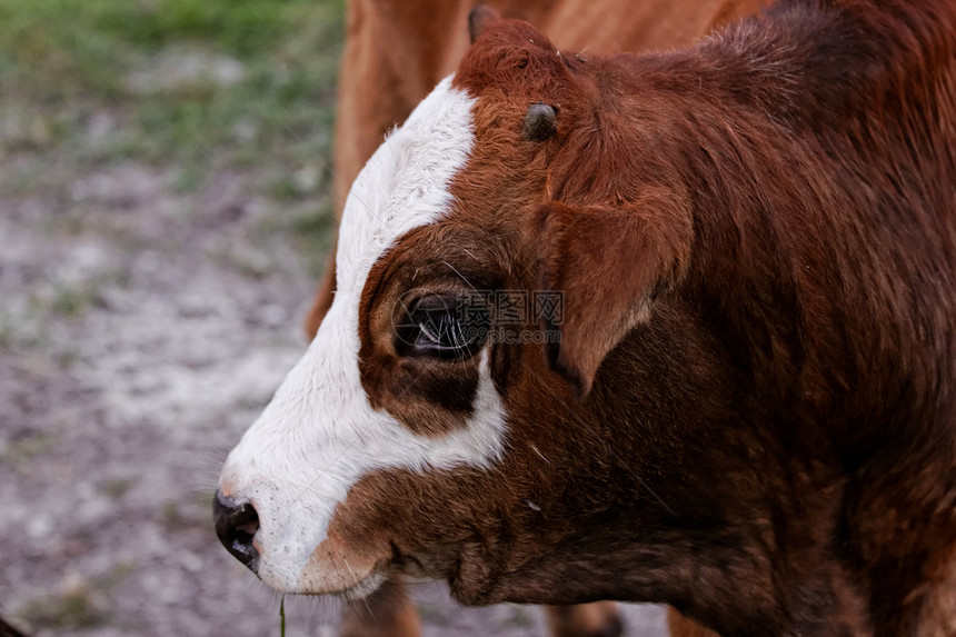 奶牛牛奶牛扒场地奶制品食物家畜动物牛肉国家配种图片