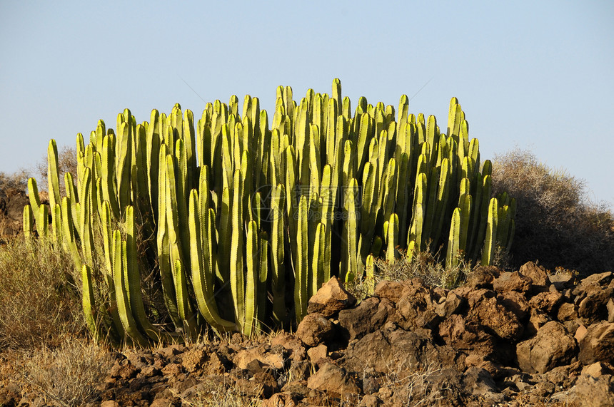 沙漠中的绿色大仙人掌日落公园植物荒野蓝色山脉天空植物群国家图片