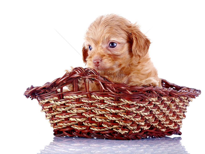 小可爱的小狗 装饰的狗 在一篮子里脊椎动物朋友褐色快乐哺乳动物毛皮爪子兰花幸福犬类图片