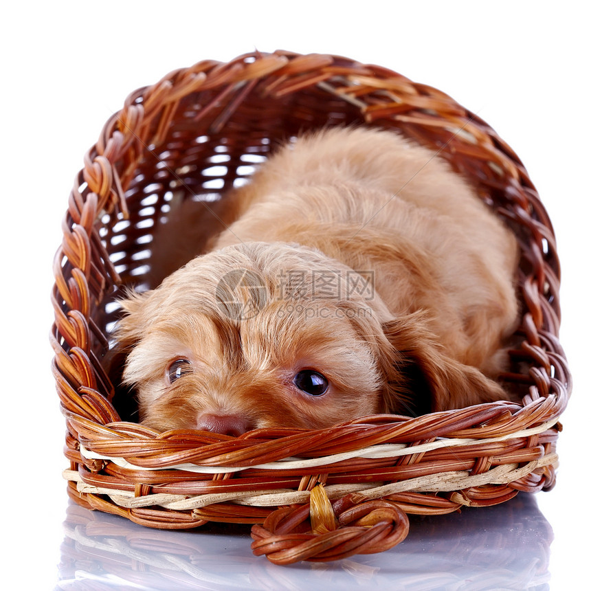 一只装饰小狗的小狗在一个 wattled 篮子里图片