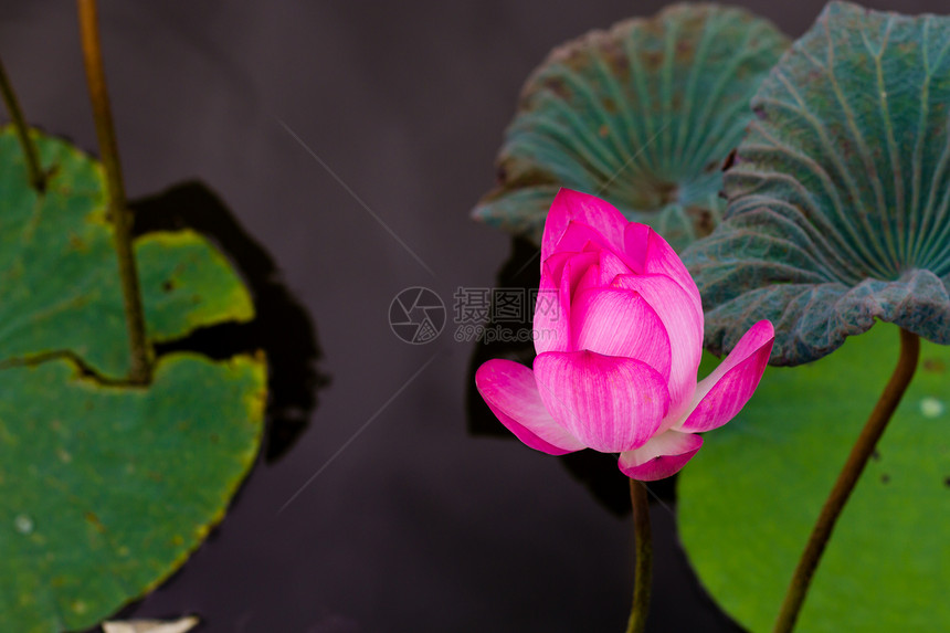 池塘中的莲花花植物白色花瓣花园叶子百合植物学绿色荷花植物园图片