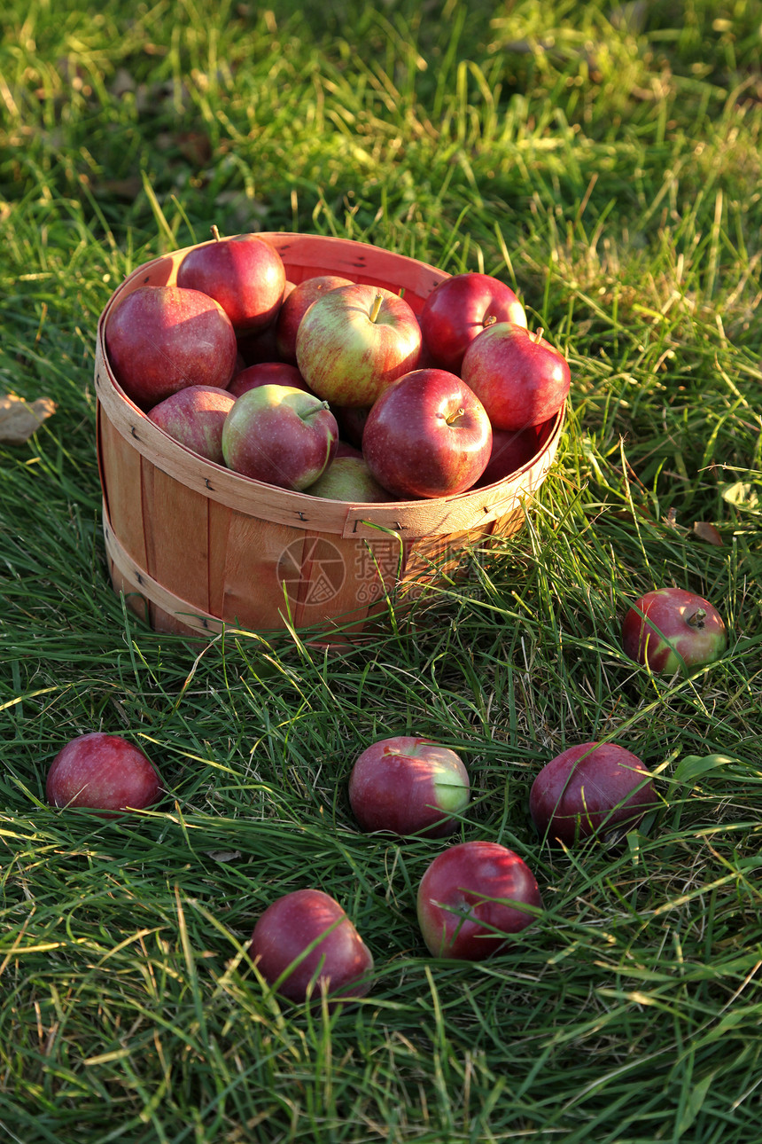草地里的一篮苹果图片