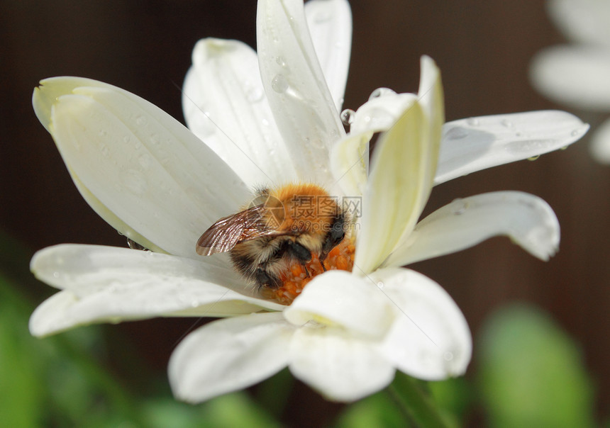 黛西上的大黄蜂工蜂蜜蜂花朵花粉花药绿色植物白色雏菊植物花蜜图片