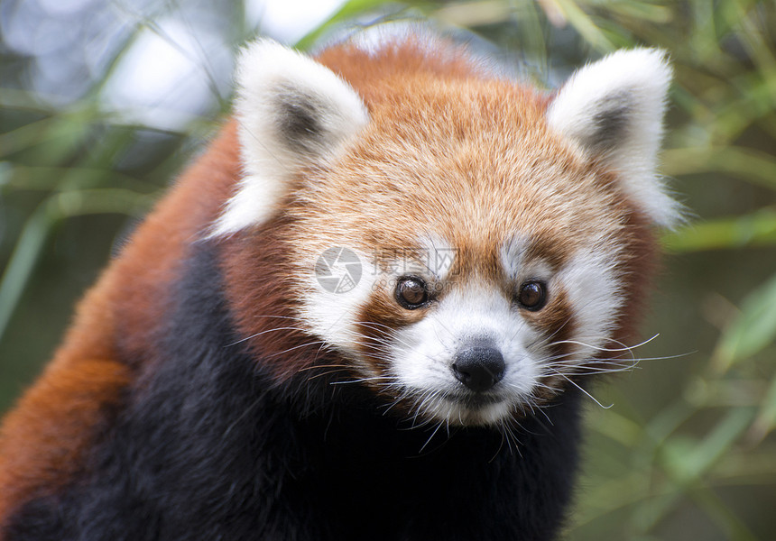 红熊猫小熊猫红色动物园哺乳动物动物图片