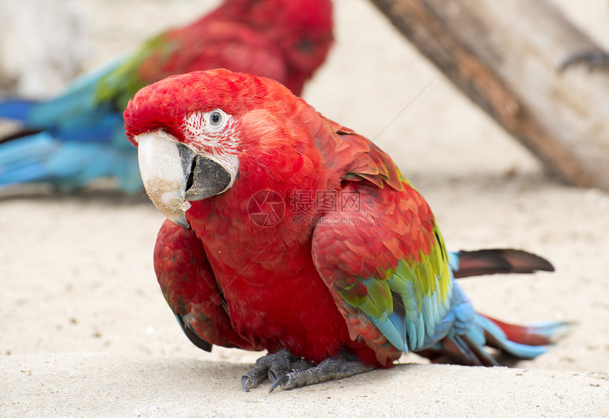 鹦鹉野生动物羽毛金刚鹦鹉动物红色刚鹦鹉动物园图片