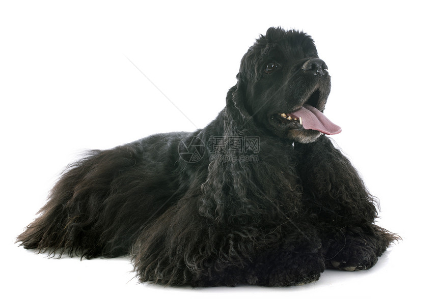 美式美洲卡巴西马猎狗犬类男性黑色卡犬工作室动物图片