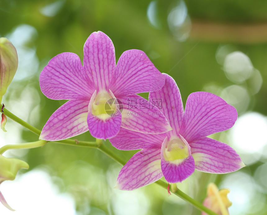 美丽的紫兰花花朵热带异国兰花花瓣花园植物紫色植物学园艺图片
