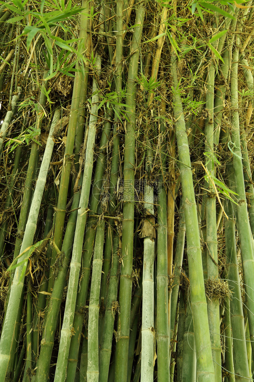 绿竹树纹理叶子丛林树木植物生长木头公园树林场景树叶图片