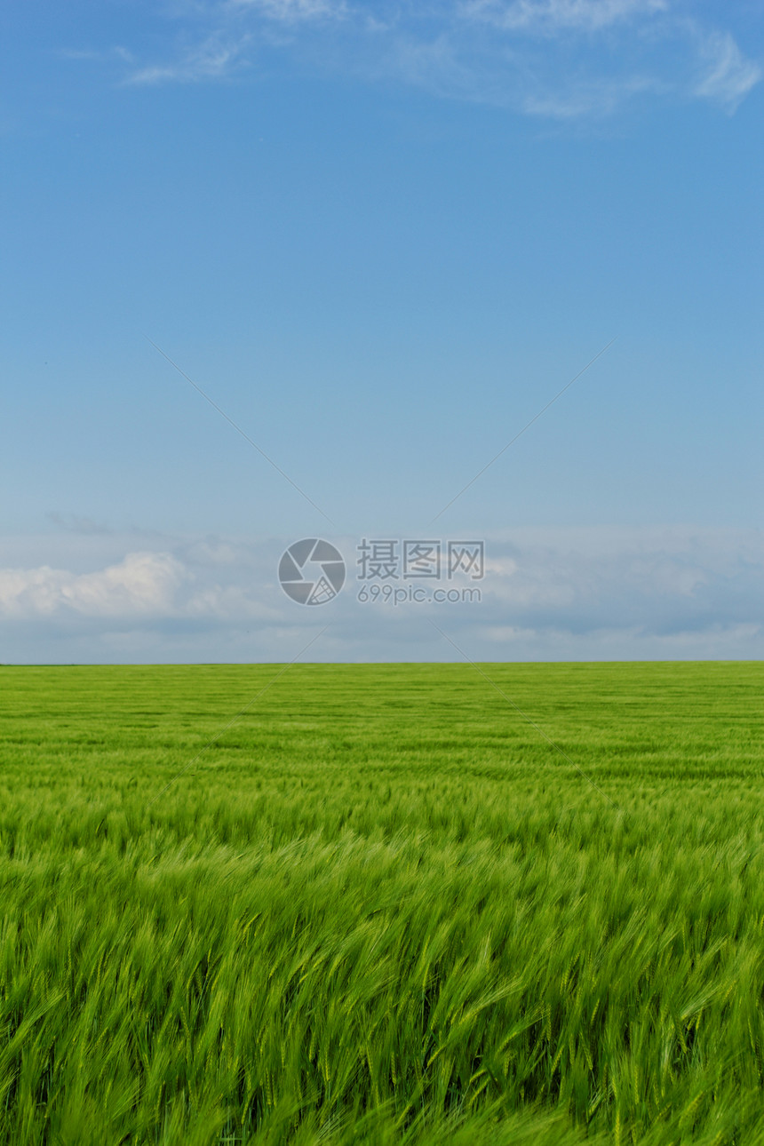 蓝云天空下的小麦田风景生长农业天空植物农田玉米季节天气谷物图片