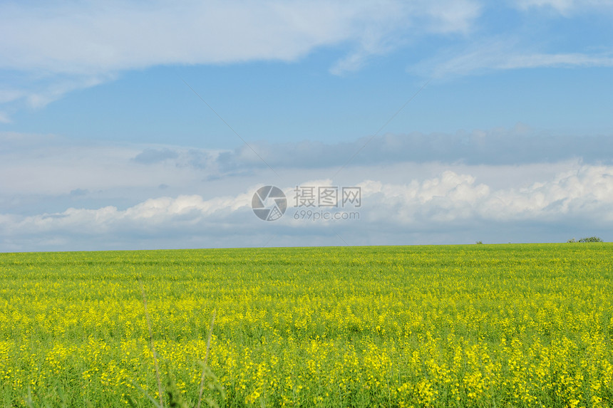 蓝云天空下的小麦田农田玉米土地场地农场环境草地蓝色农业牧场图片