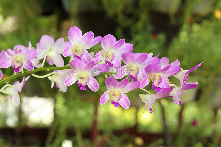 美丽的紫兰花公园花束紫色热带兰花园艺花瓣情调花朵花园图片