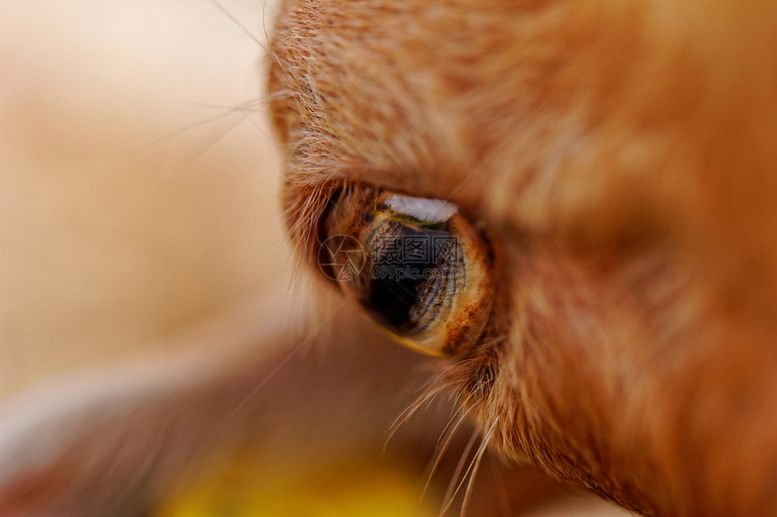 山羊的眼睛成人棕色农业盘子哺乳动物牛角乡村宏观场地毛皮图片
