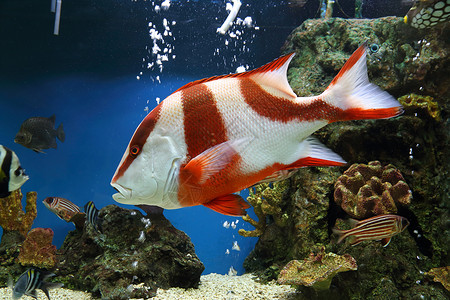 红色皇帝假期热带潜艇钓鱼潜水海洋海鲜动物水族馆旅行高清图片