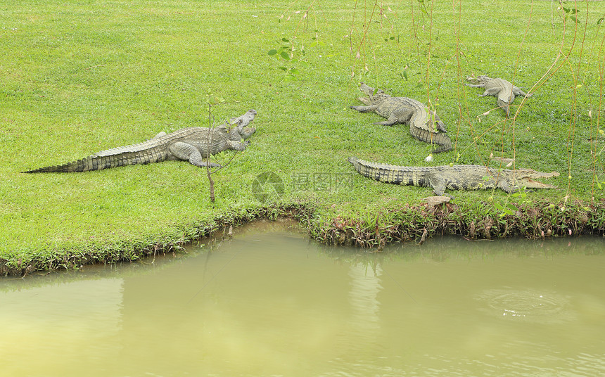鳄鱼躺在草地上热带场地危险爬虫猎人池塘动物园捕食者动物公园图片