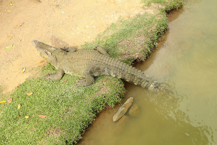 鳄鱼躺在草地上两栖爬虫眼睛捕食者公园动物园场地猎人动物热带图片