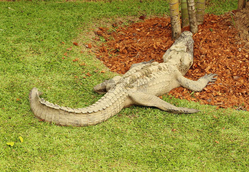 鳄鱼休息公园眼睛两栖捕食者猎人爬虫皮肤池塘热带野生动物图片
