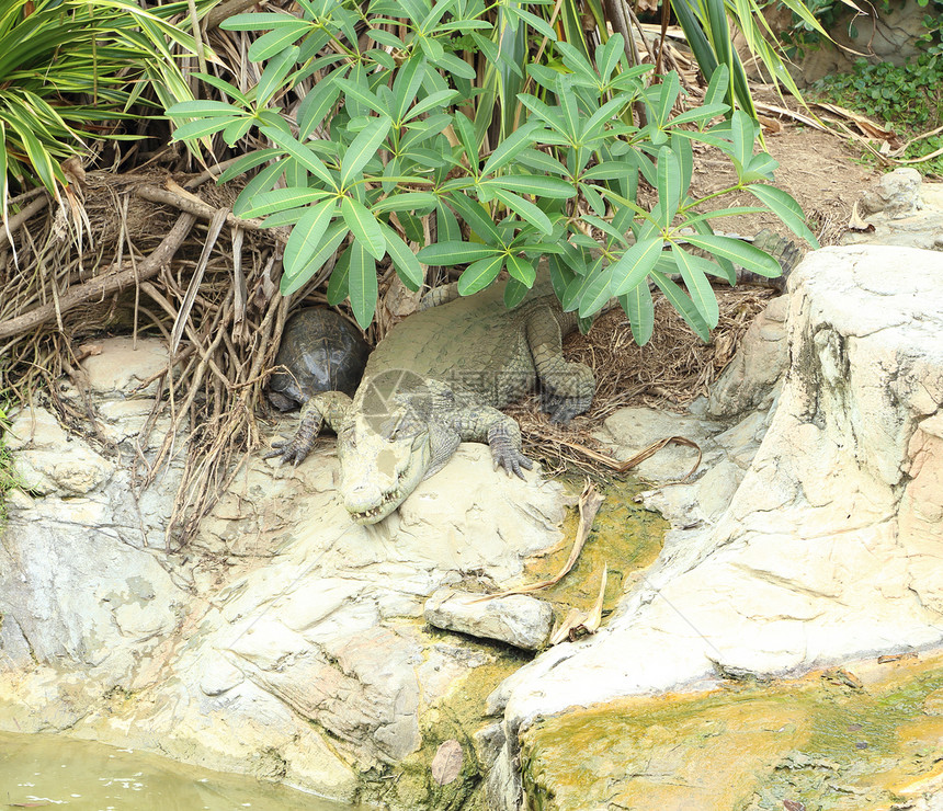 鳄鱼休息荒野公园池塘爬虫野生动物危险热带猎人动物石头图片