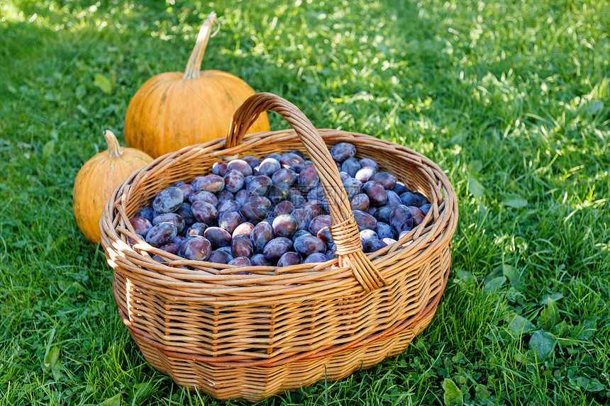 篮子中成熟的李子水果营养阳光园艺蓝色紫色南瓜团体食物柳条图片