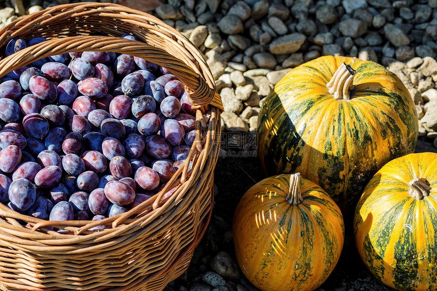篮子中成熟的李子花园农民水果紫色柳条团体食物蓝色收成南瓜图片