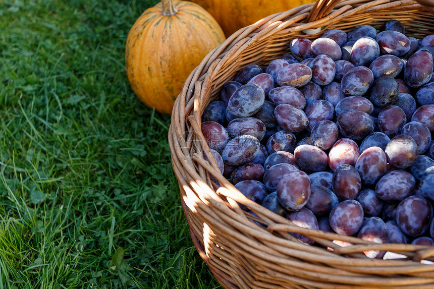 篮子中成熟的李子花园蓝色水果紫色柳条团体食物营养农民收成图片