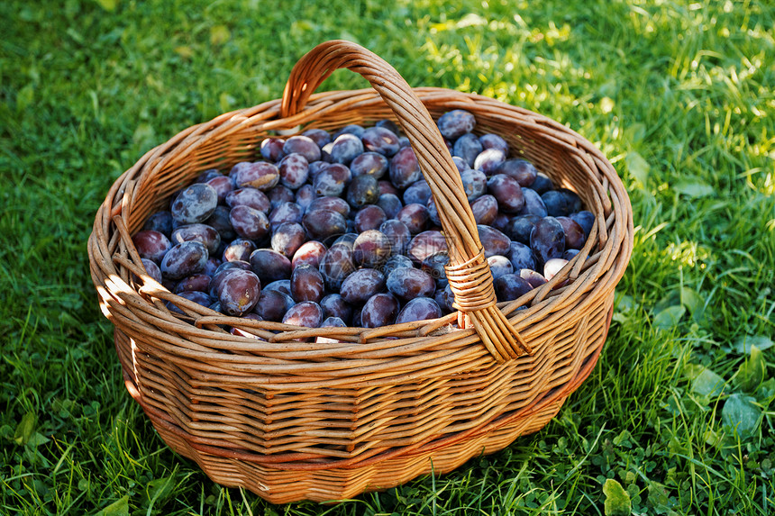 篮子中成熟的李子水果蓝色农民紫色营养红色园艺花园绿色食物图片
