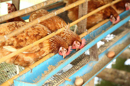 和在农场里吃食物的鸡蛋母鸡翅膀鸟类公鸡羽毛国家团体热带工厂女性背景图片