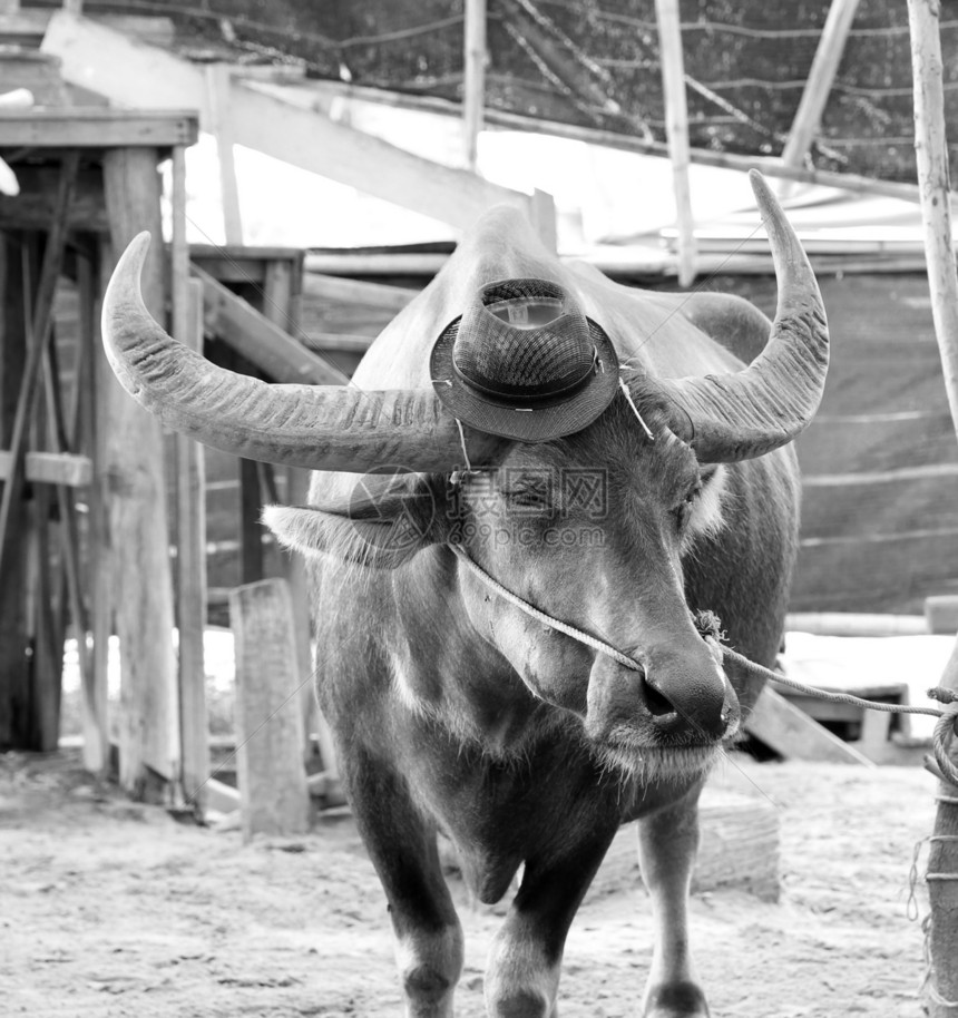 水牛旅行国家马拉动物野生动物哺乳动物文化喇叭自然男性图片