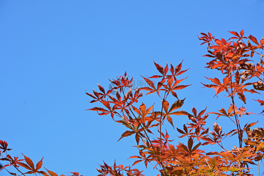 秋叶季节风格木头灌木丛天空场景植物学晴天植物蓝色图片