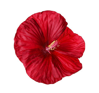 一片深红的花朵背景图片