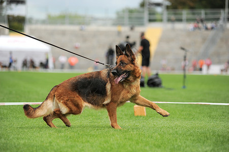 伦伯格犬宠物赞成高清图片