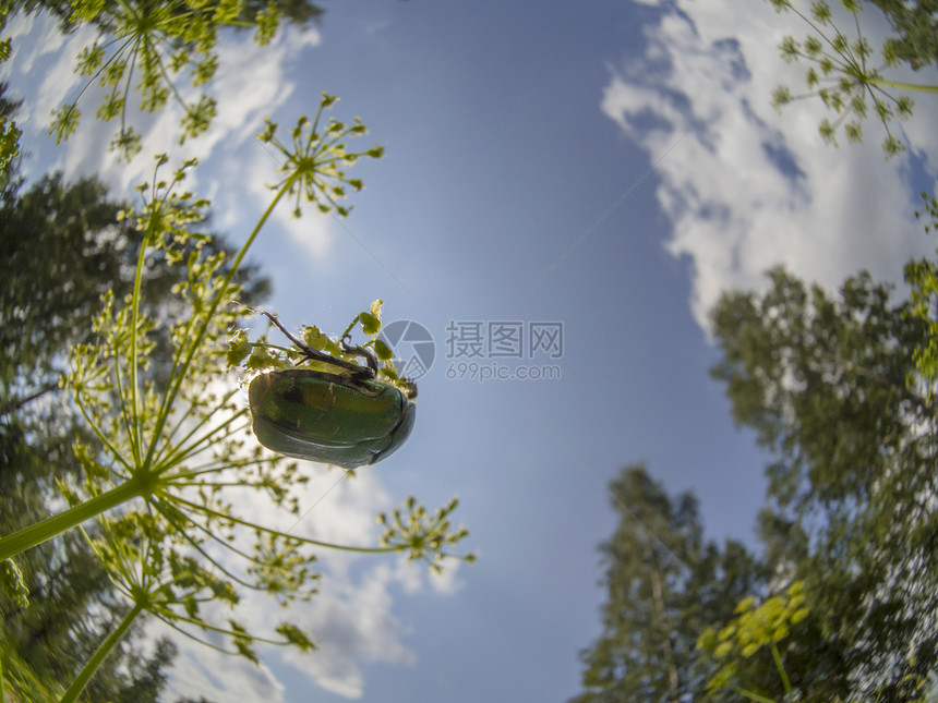 花上染色甲虫红色宏观玫瑰金花粉昆虫龟子天线昆虫学鞘翅目粉色图片