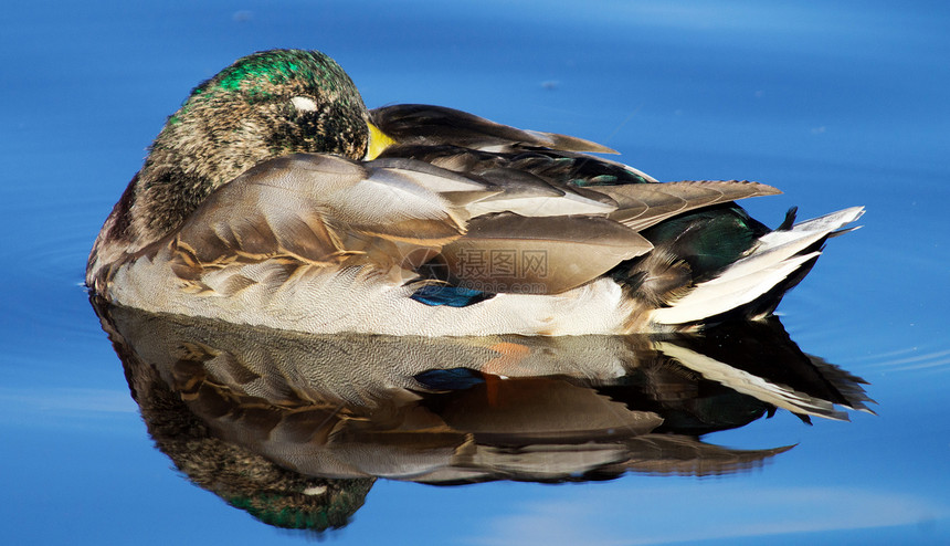 湖边的野鸭伙伴池塘荒野反射水禽游泳观鸟绿色动物季节性图片