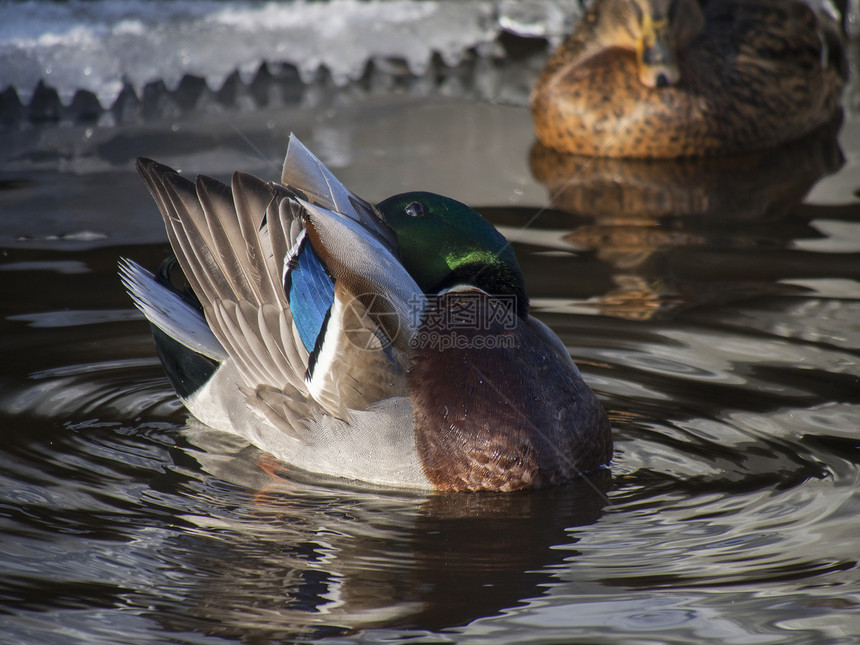 冬天在湖边的鸭子季节性公园羽毛水坑野生动物棕色池塘荒野水禽绿色图片