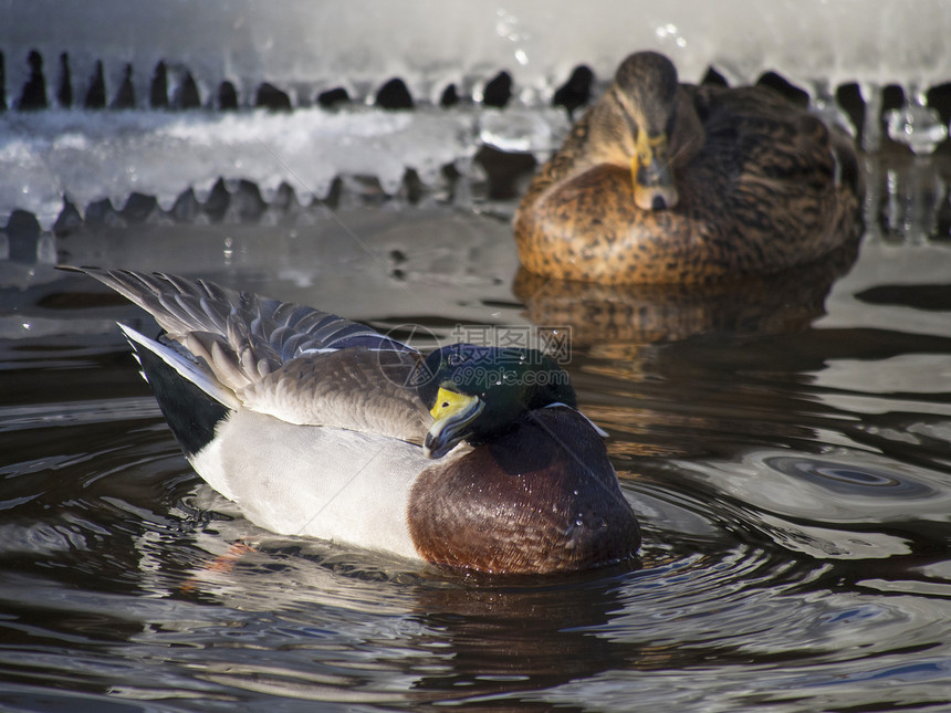 冬天在湖边的鸭子棕色水禽羽毛季节性荒野池塘水坑公园野生动物绿色图片