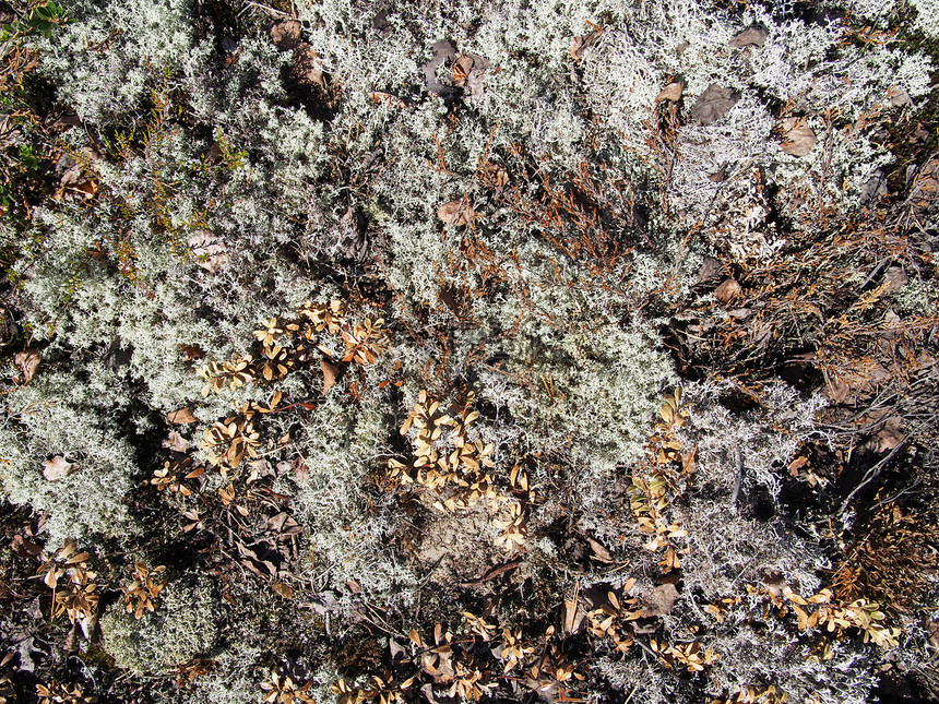 地砖荒野食物驯鹿菌类环境苔原植物苔藓宏观生长图片