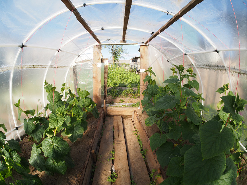 温室气体内部苗圃房子生长园艺商业玻璃植物叶子温室花园图片