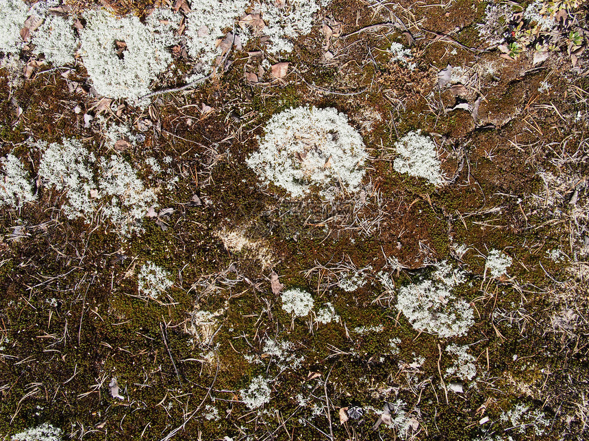 地砖森林苔藓荒野荒地菌类环境食物植物苔原针叶林图片