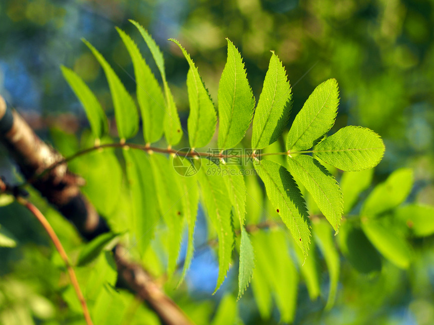 山灰的叶子野生动物分册绿色红色树叶植物季节木头浆果水果图片