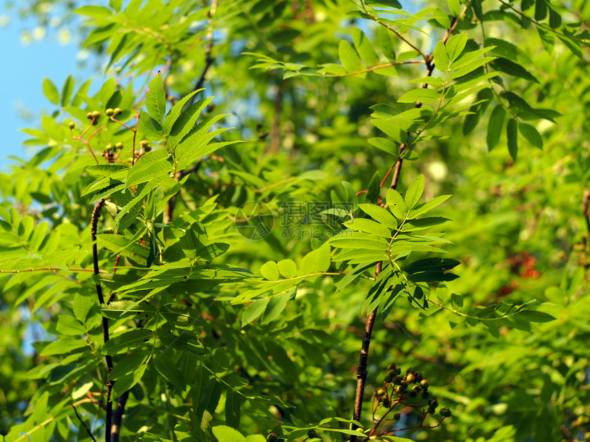 山灰的叶子浆果水果树叶野生动物木头红色植物季节绿色分册图片