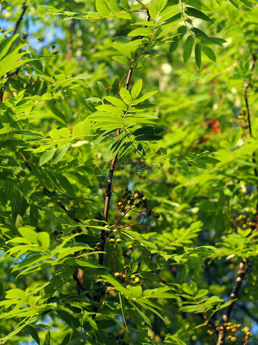 山灰的叶子分册绿色植物红色树叶季节木头浆果野生动物水果图片