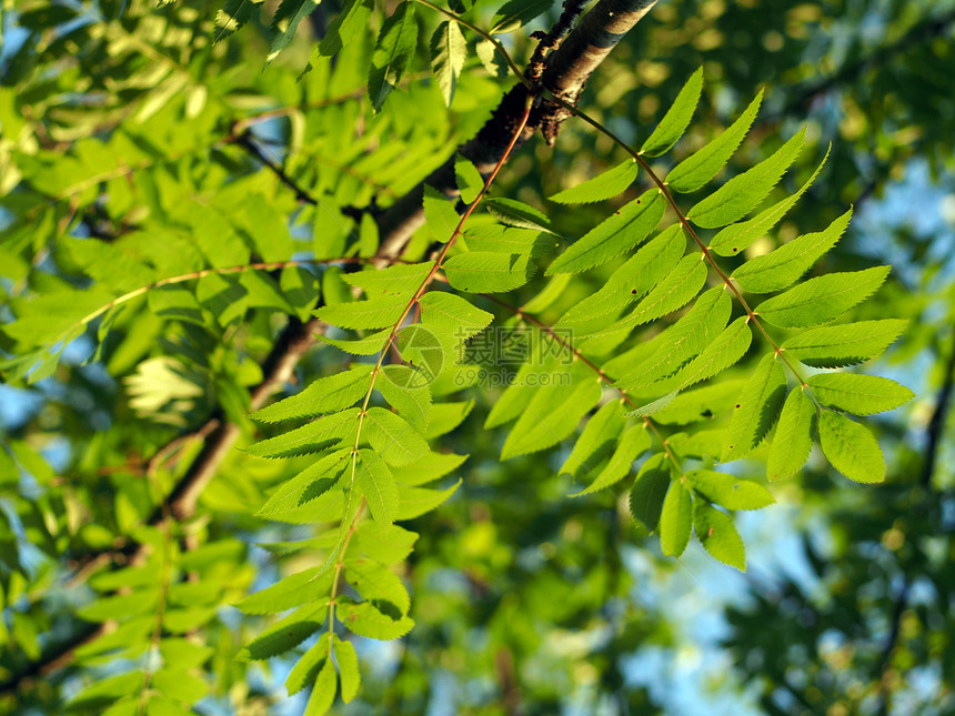 山灰的叶子树叶水果分册季节野生动物浆果木头红色植物绿色图片